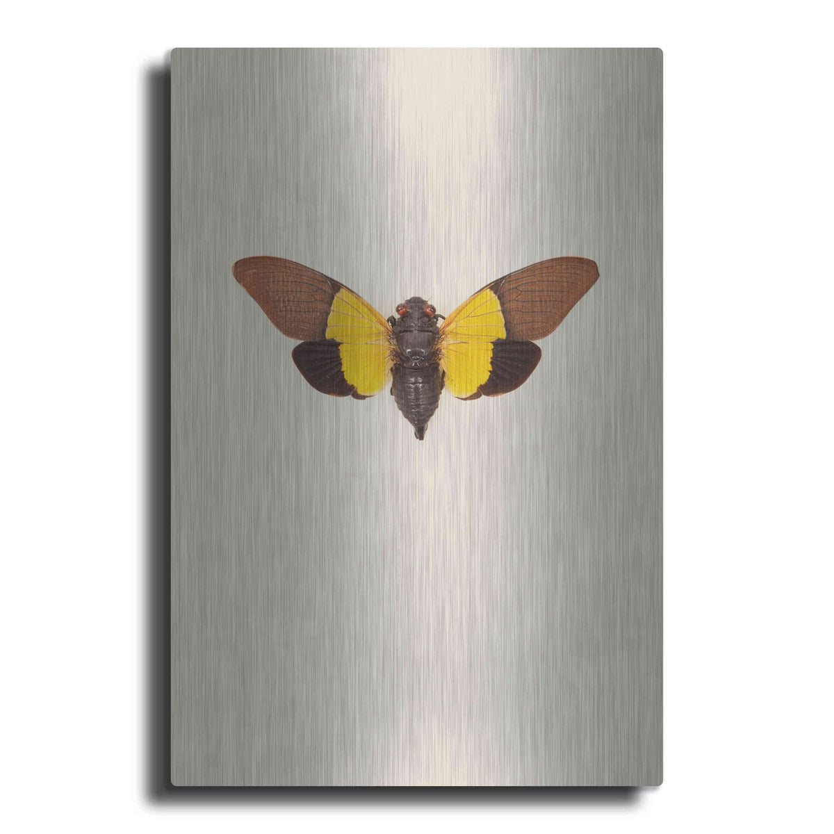 'Cicada' by Incado – Metal Wall Art