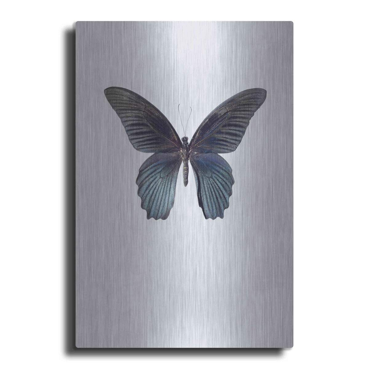 'Great Mormon' by Incado – Metal Wall Art
