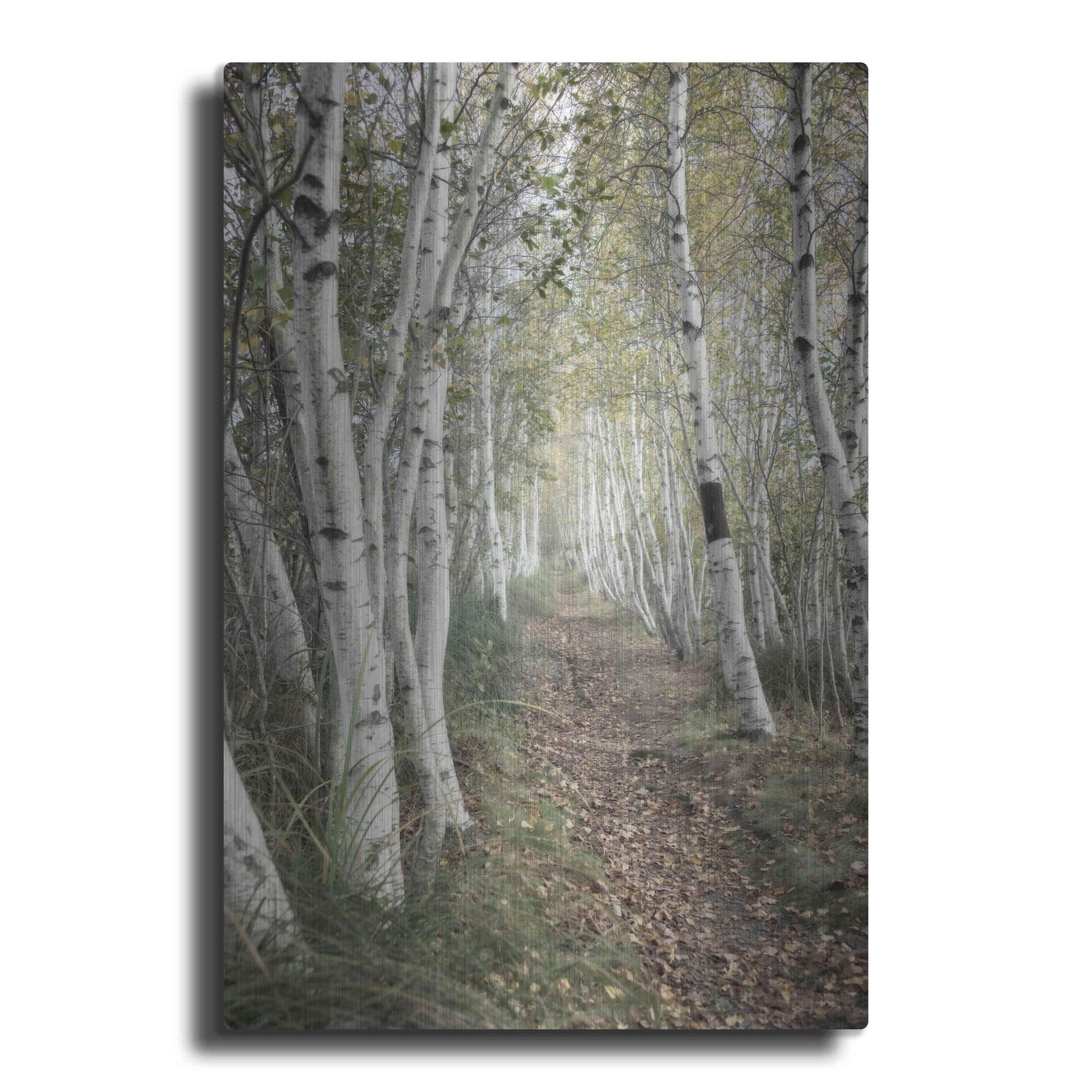 Luxe Metal Art 'Birch Trail' by Natalie Mikaels, Metal Wall Art