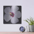 'Hibiscus Portrait I' by Tim O'Toole – Metal Wall Art, 12x12 room view