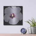 'Hibiscus Portrait II' by Tim O'Toole – Metal Wall Art, 12x12 room view