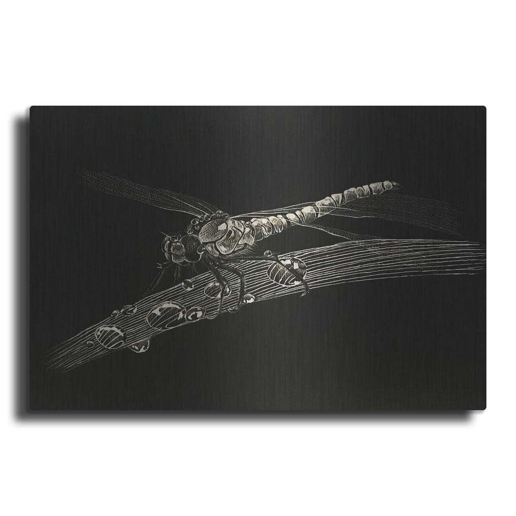 'Dragonfly' by Avery Multer – Metal Wall Art