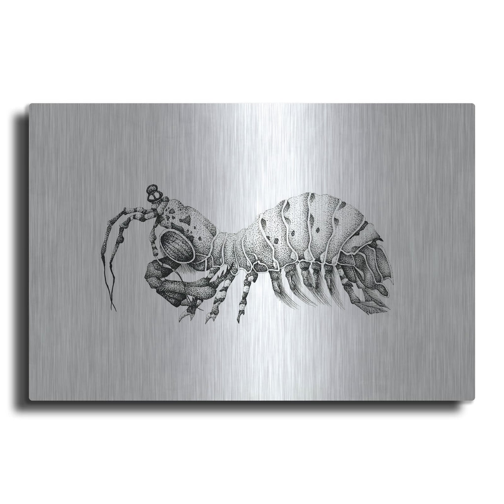 'Peacock Mantis Shrimp' by Avery Multer – Metal Wall Art
