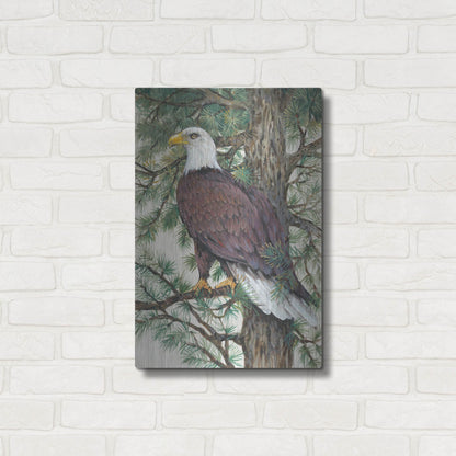 Luxe Metal Art 'Eagle in the Pine' by Tim O'Toole, Metal Wall Art,16x24