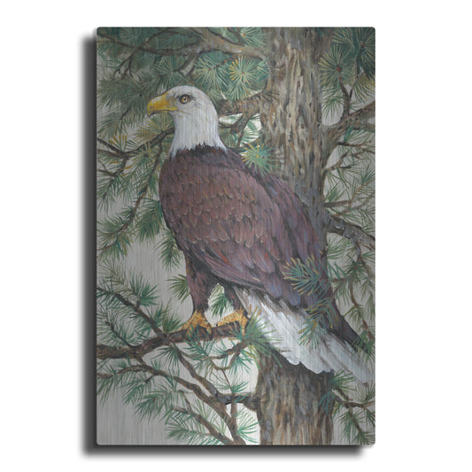 Luxe Metal Art 'Eagle in the Pine' by Tim O'Toole, Metal Wall Art