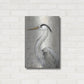 Luxe Metal Art 'Grey Heron II' by Tim O'Toole, Metal Wall Art,16x24