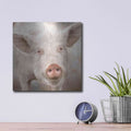 'Pig Face' by Lori Deiter – Metal Wall Art, 12x12 room view