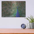 'Peacock' by Lori Deiter – Metal Wall Art, 16x12 room view