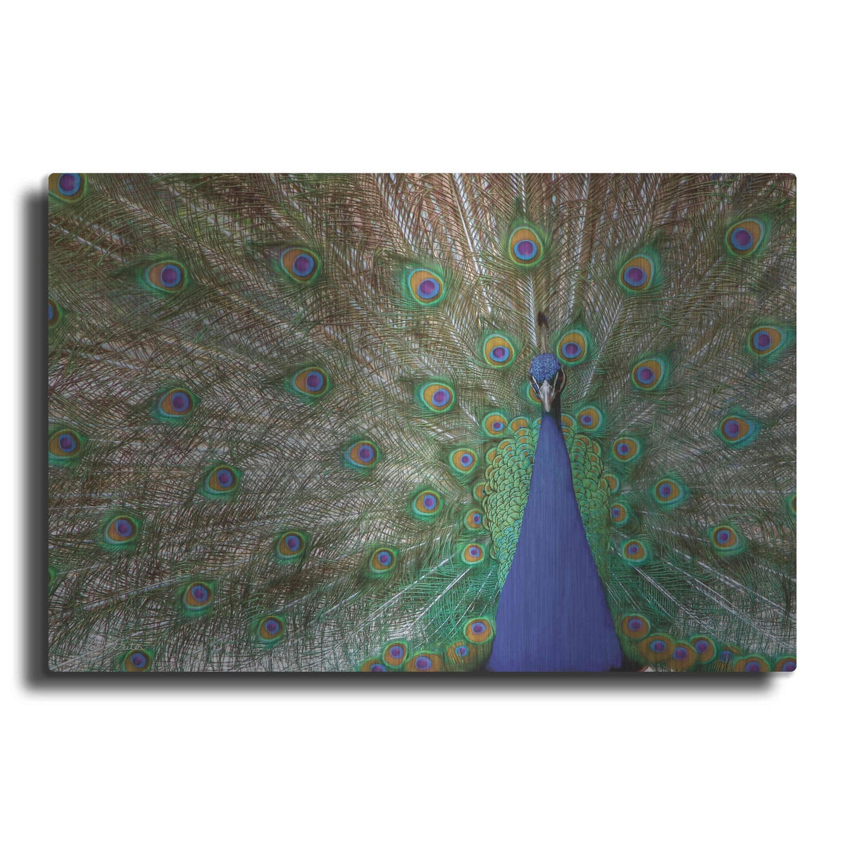 'Peacock' by Lori Deiter – Metal Wall Art