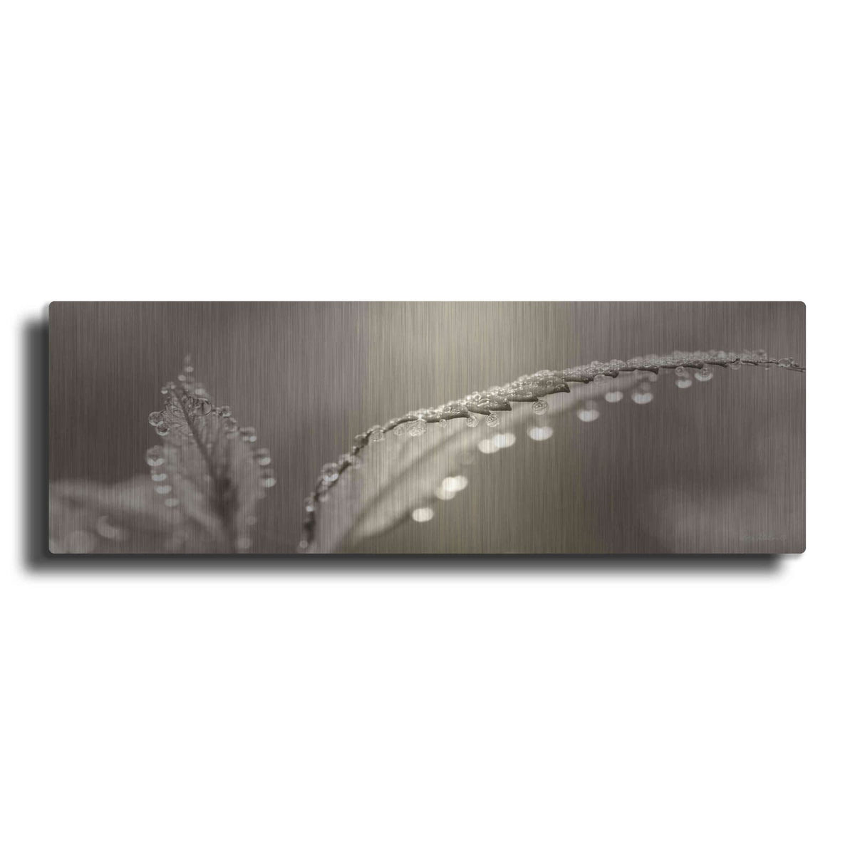 'Dewey Morning' by Lori Deiter – Metal Wall Art