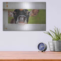 'Cow at Fence' by Lori Deiter – Metal Wall Art, 16x12 room view
