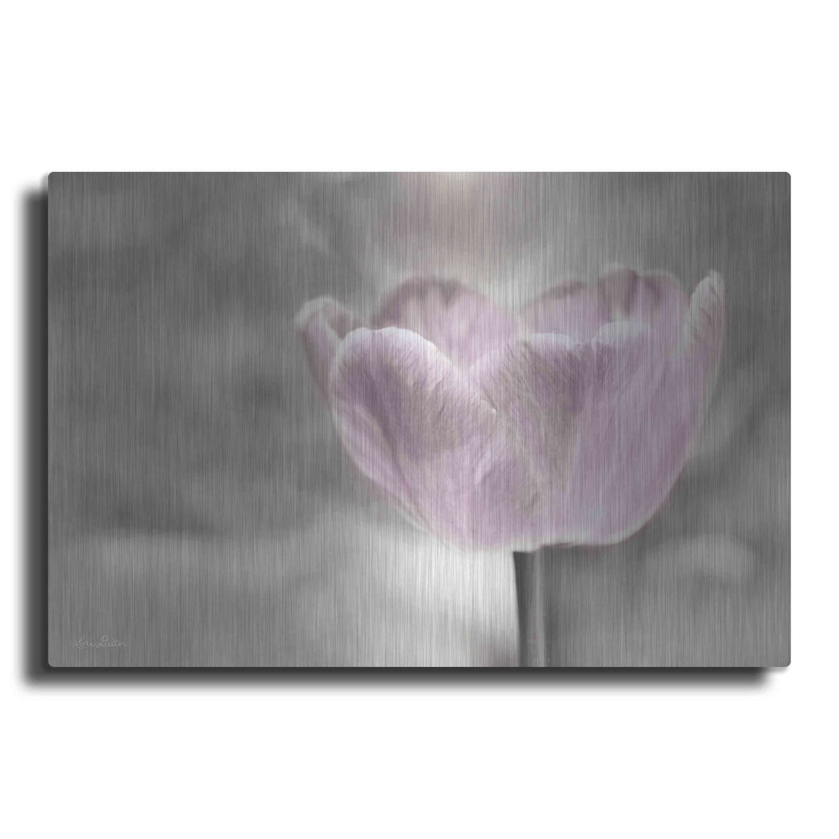 'Violet Tulip' by Lori Deiter – Metal Wall Art