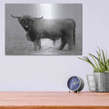 'Scotty the Bull' by Lori Deiter – Metal Wall Art, 16x12 room view