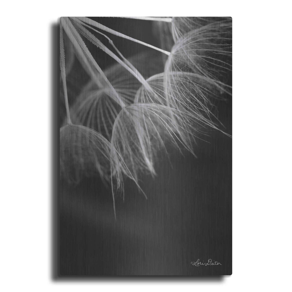 'Goatsbeard I' by Lori Deiter – Metal Wall Art