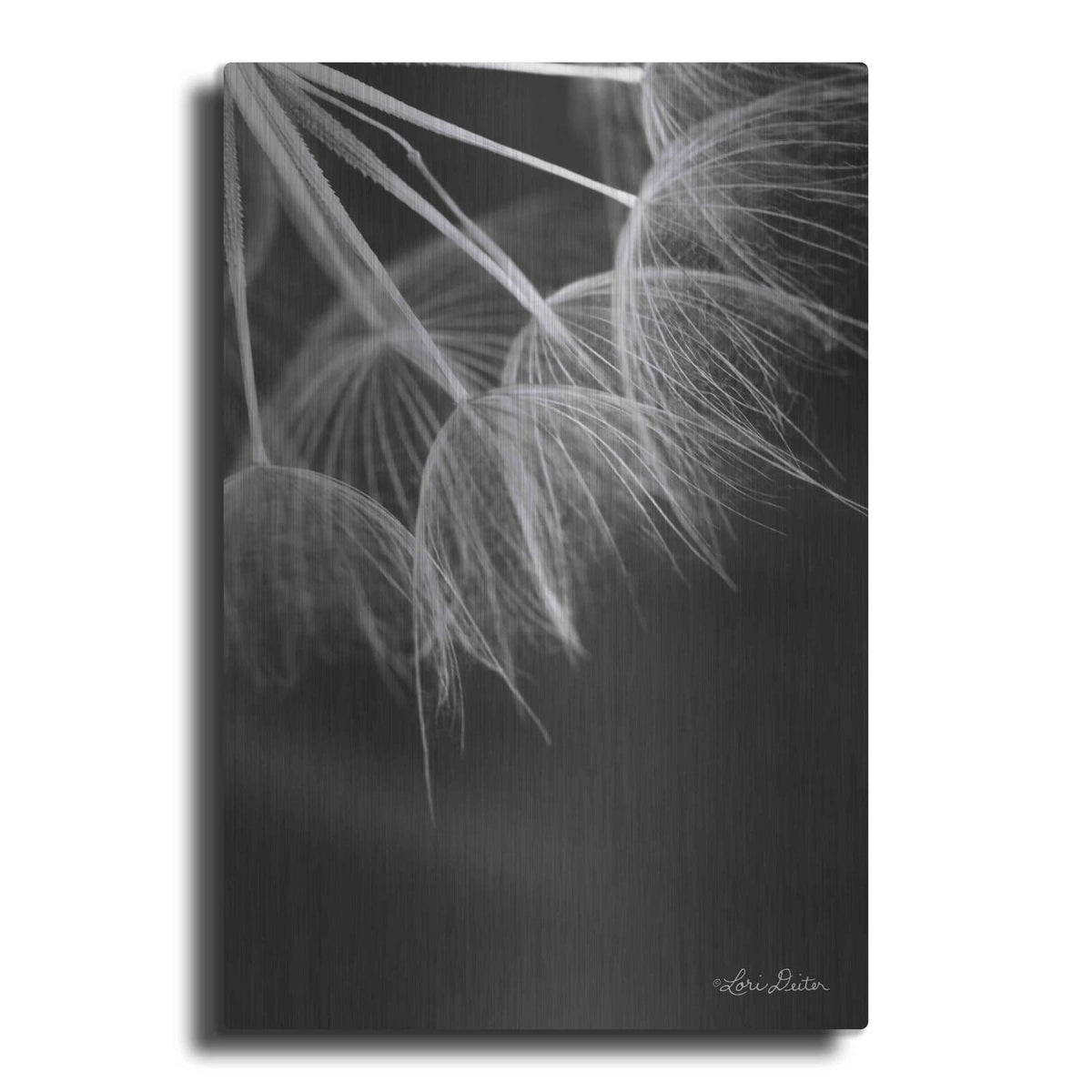 'Goatsbeard I' by Lori Deiter – Metal Wall Art