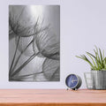 'Goatsbeard II' by Lori Deiter – Metal Wall Art, 12x16 room view