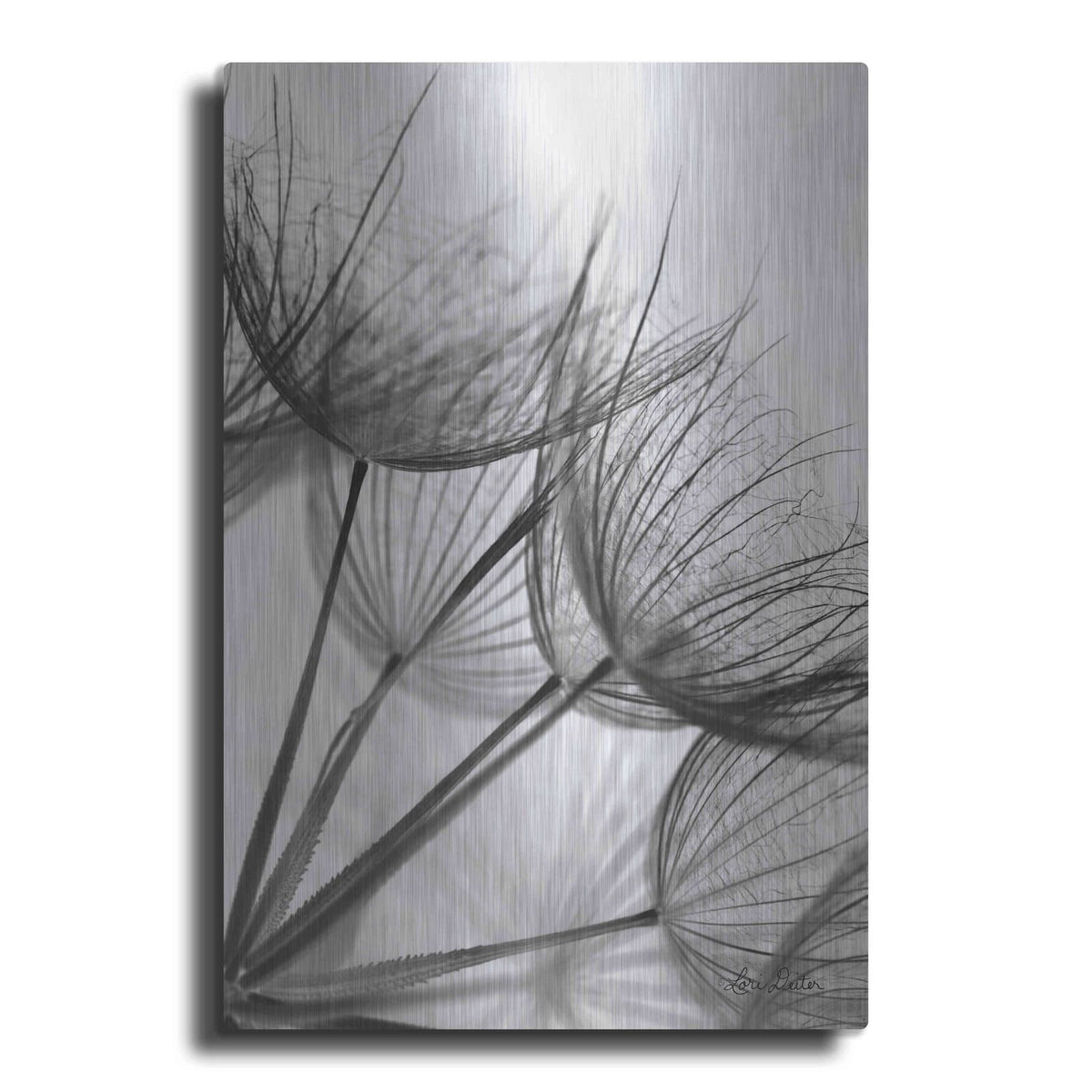 'Goatsbeard II' by Lori Deiter – Metal Wall Art