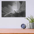 'Daisy' by Lori Deiter – Metal Wall Art, 16x12 room view