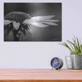 'Coneflower' by Lori Deiter – Metal Wall Art, 16x12 room view
