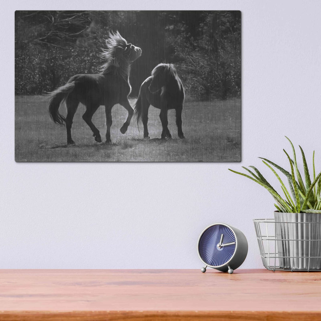 'Black & White Assateague Horses' by Lori Deiter – Metal Wall Art, 16x12 room view