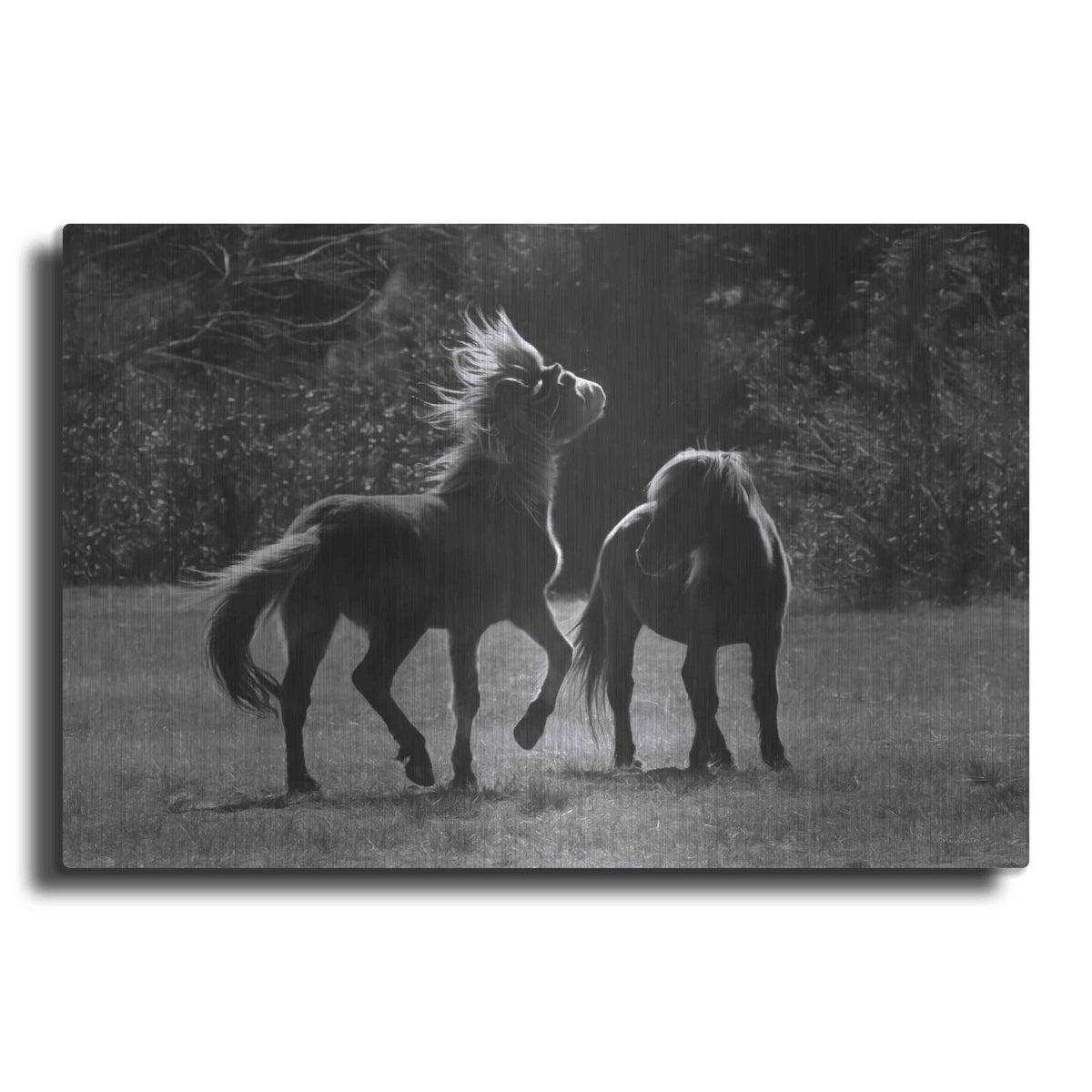 'Black & White Assateague Horses' by Lori Deiter – Metal Wall Art
