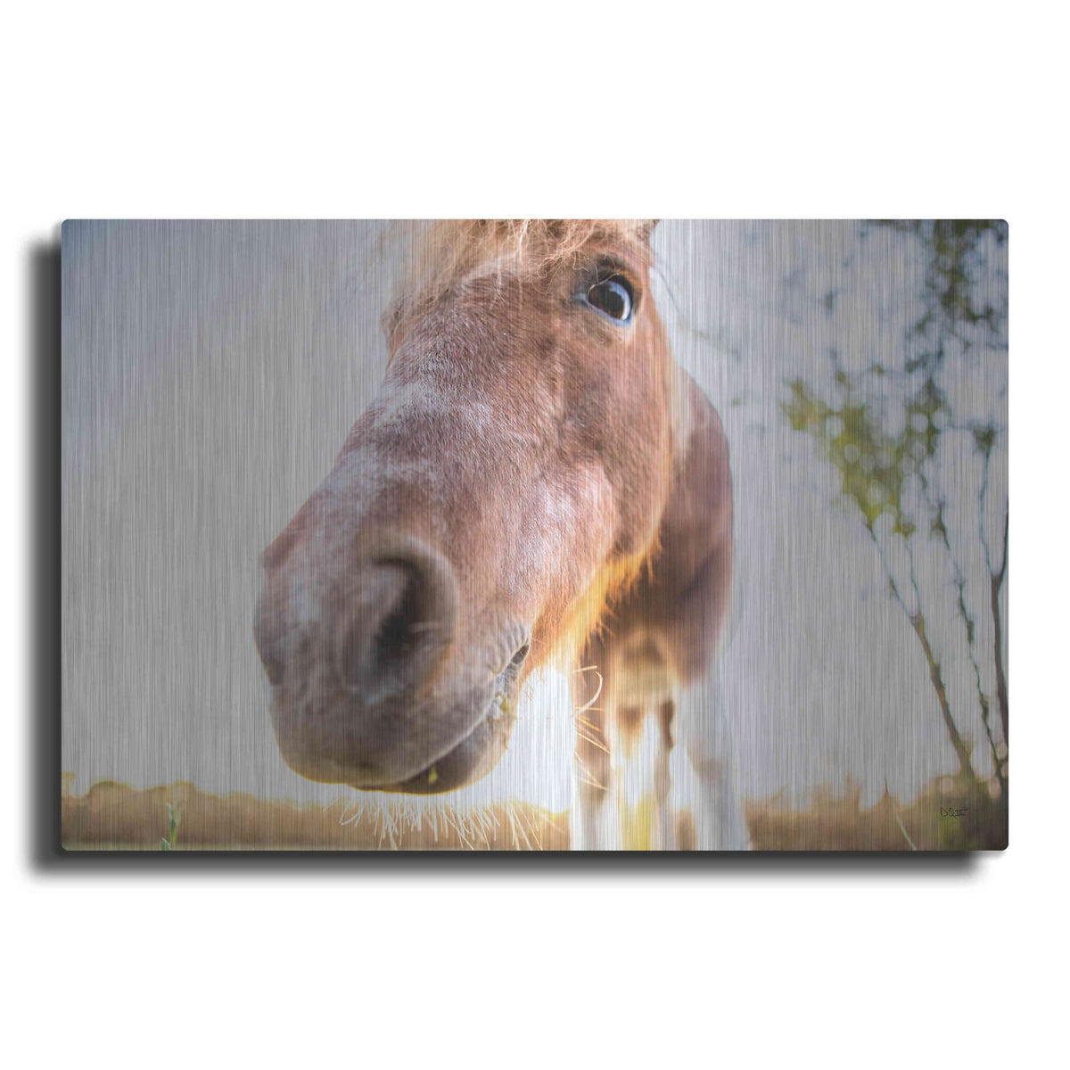 'Hi Horse' by Donnie Quillen – Metal Wall Art