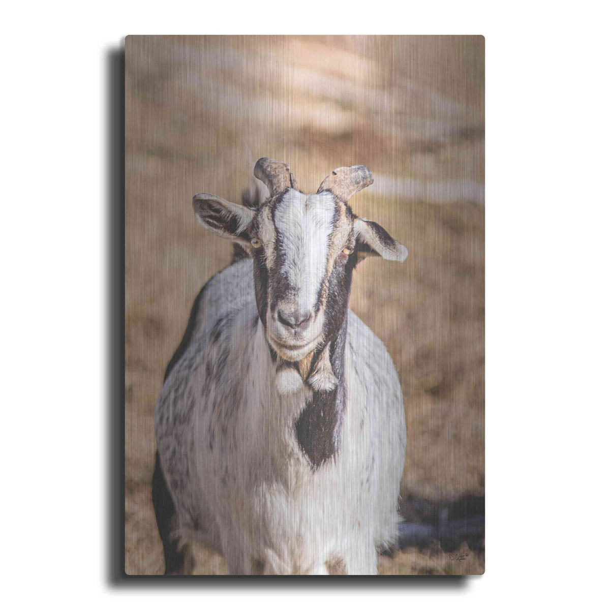 'Short Beard' by Donnie Quillen – Metal Wall Art