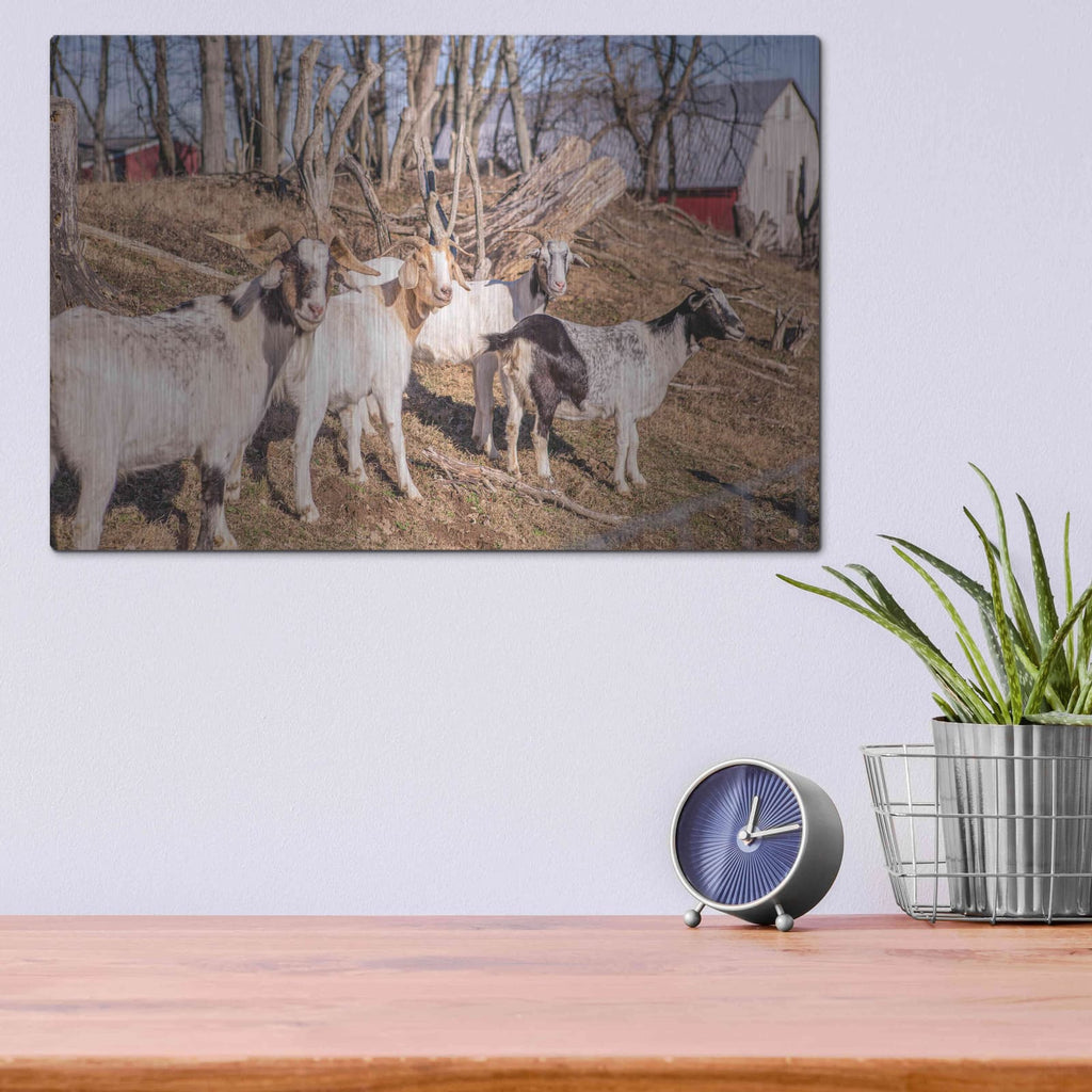 'Goats of a Feather' by Donnie Quillen – Metal Wall Art, 16x12 room view
