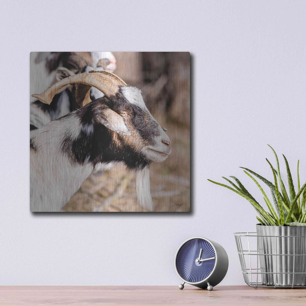 'Bearded Side Goat' by Donnie Quillen – Metal Wall Art, 12x12 room view