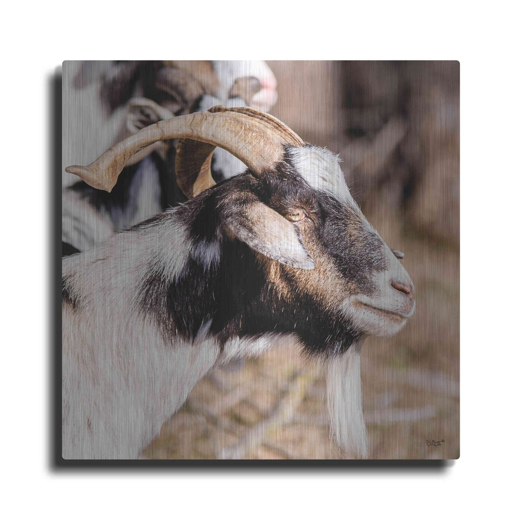 'Bearded Side Goat' by Donnie Quillen – Metal Wall Art