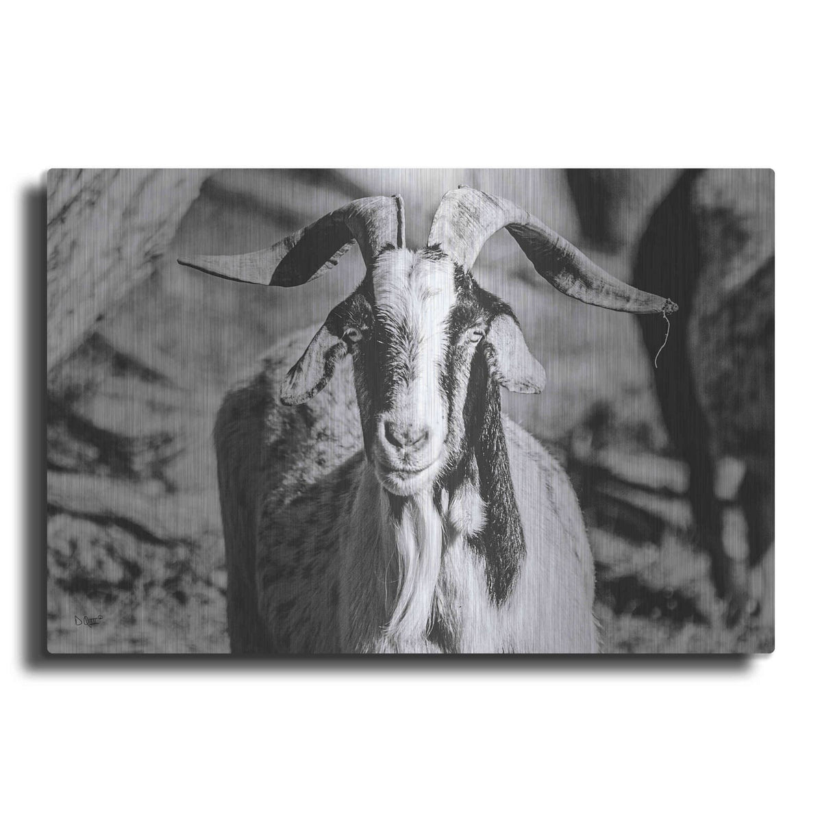'Bearded Goat' by Donnie Quillen – Metal Wall Art