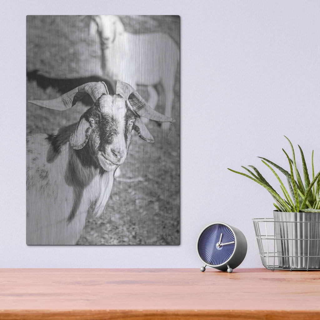 'Eating Goat' by Donnie Quillen – Metal Wall Art, 12x16 room view