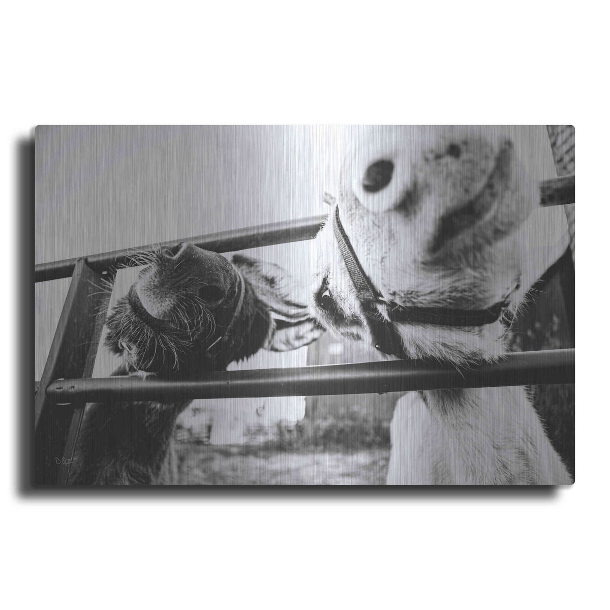 'Feeding Donkeys' by Donnie Quillen – Metal Wall Art