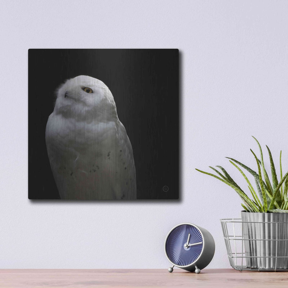 'Snowy Owl Looks to the Sun' by Nathan Larson – Metal Wall Art, 12x12 room view