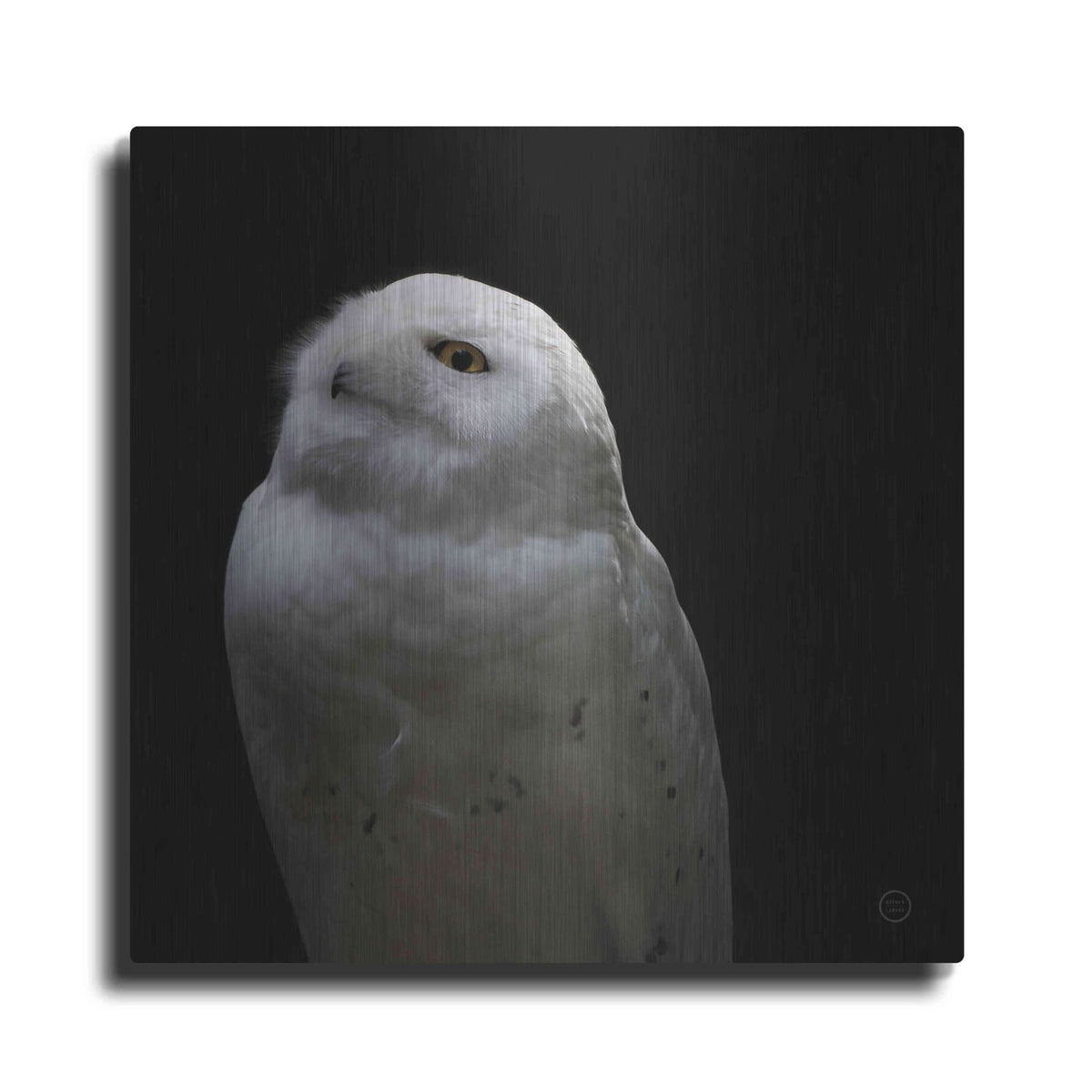 'Snowy Owl Looks to the Sun' by Nathan Larson – Metal Wall Art