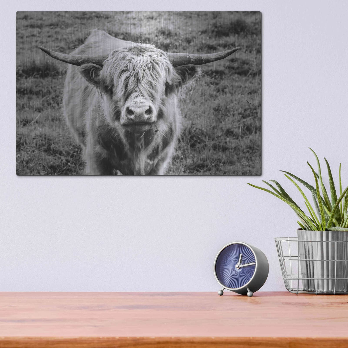 'Highland Cow Staring Contest' by Nathan Larson – Metal Wall Art, 16x12 room view