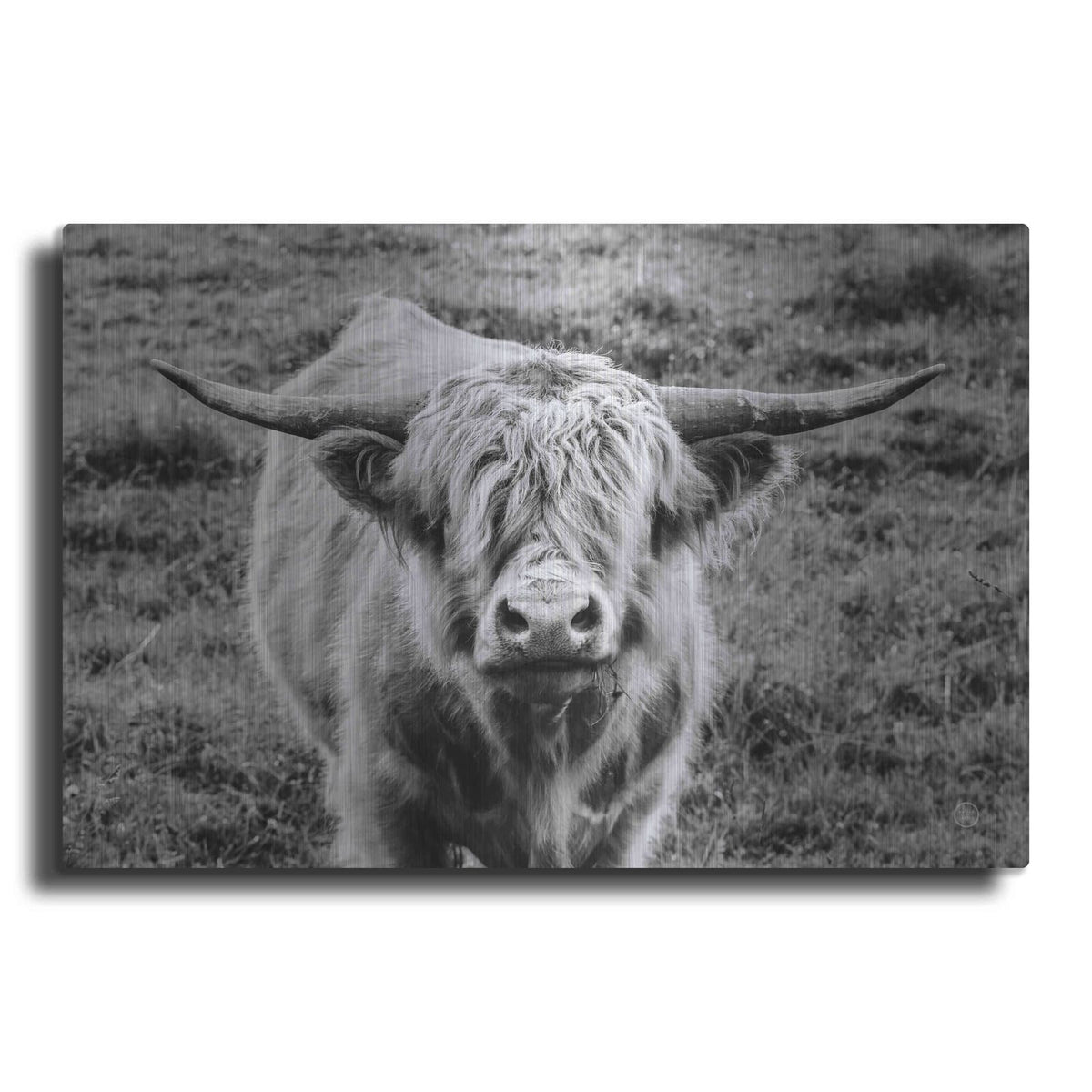 'Highland Cow Staring Contest' by Nathan Larson – Metal Wall Art