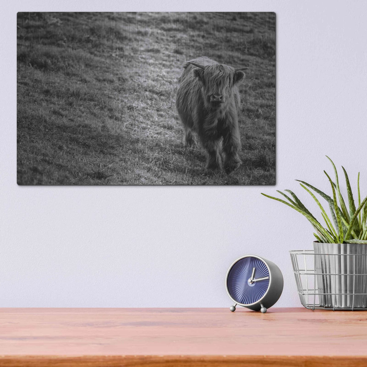 'Highland Cow Calf in the Wind' by Nathan Larson – Metal Wall Art, 16x12 room view