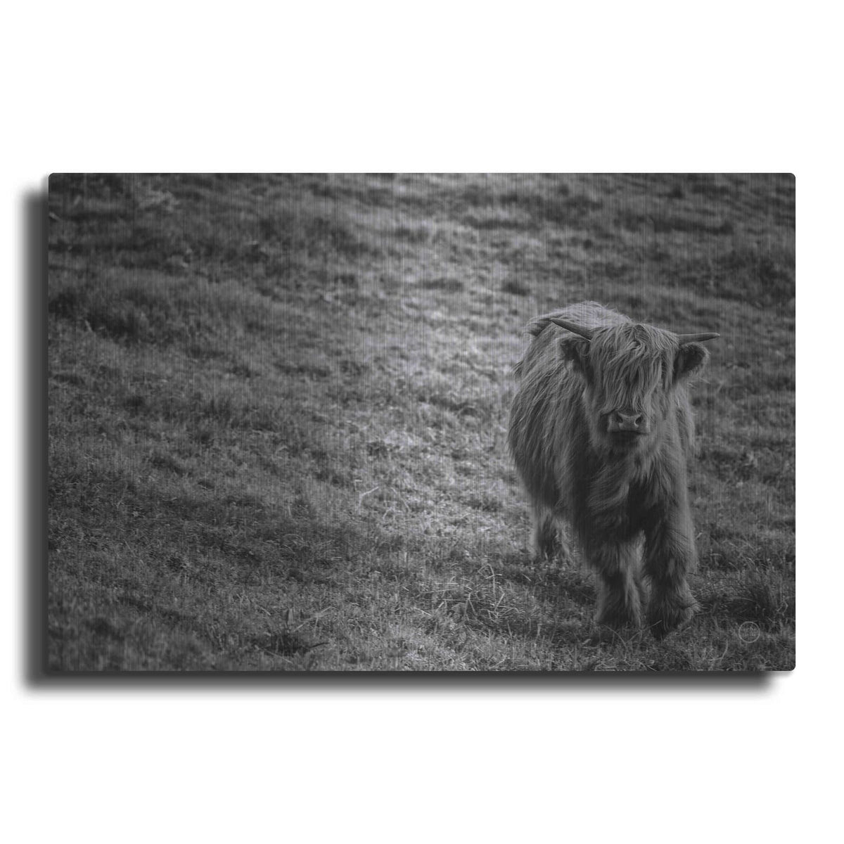 'Highland Cow Calf in the Wind' by Nathan Larson – Metal Wall Art