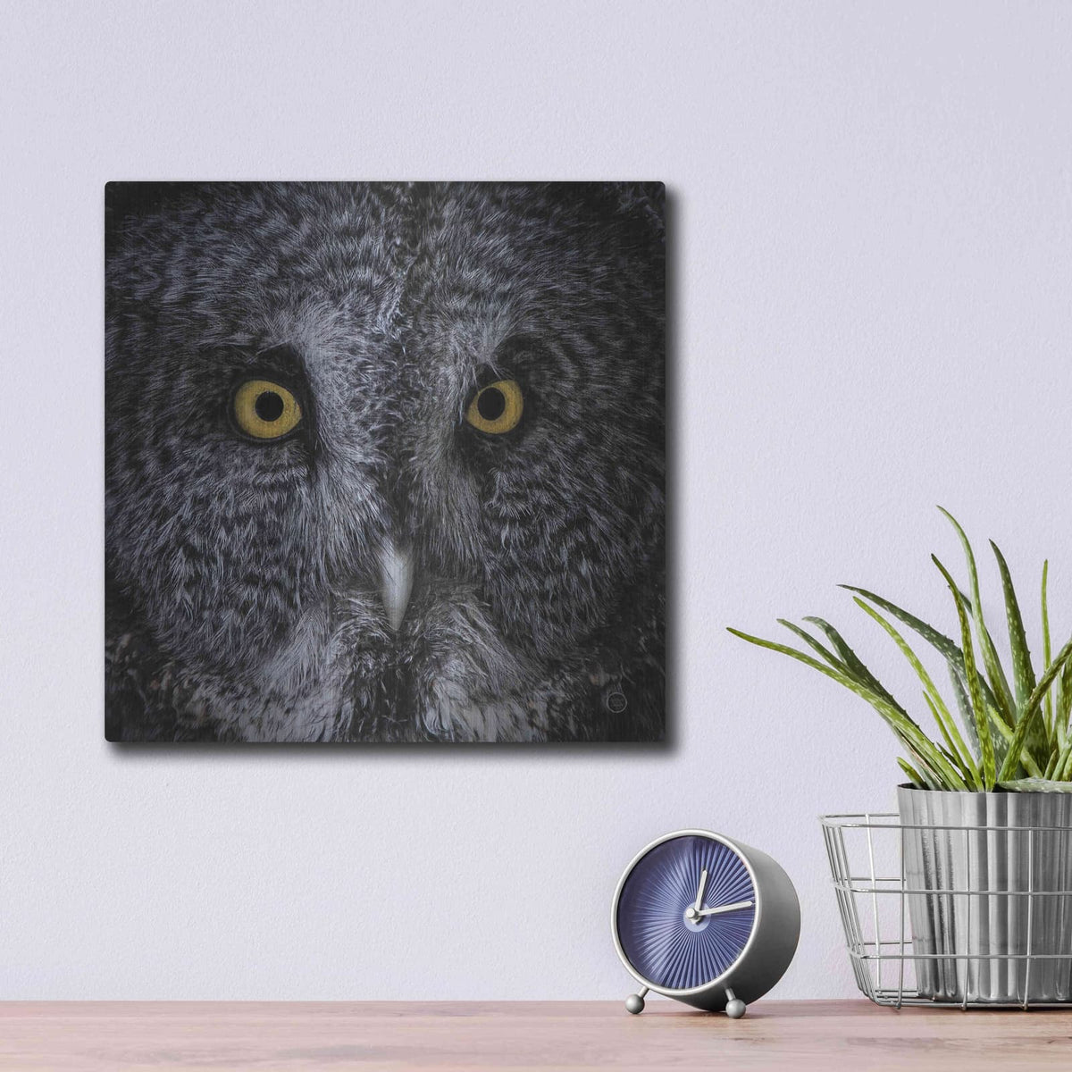 'Great Grey Owl' by Nathan Larson – Metal Wall Art, 12x12 room view