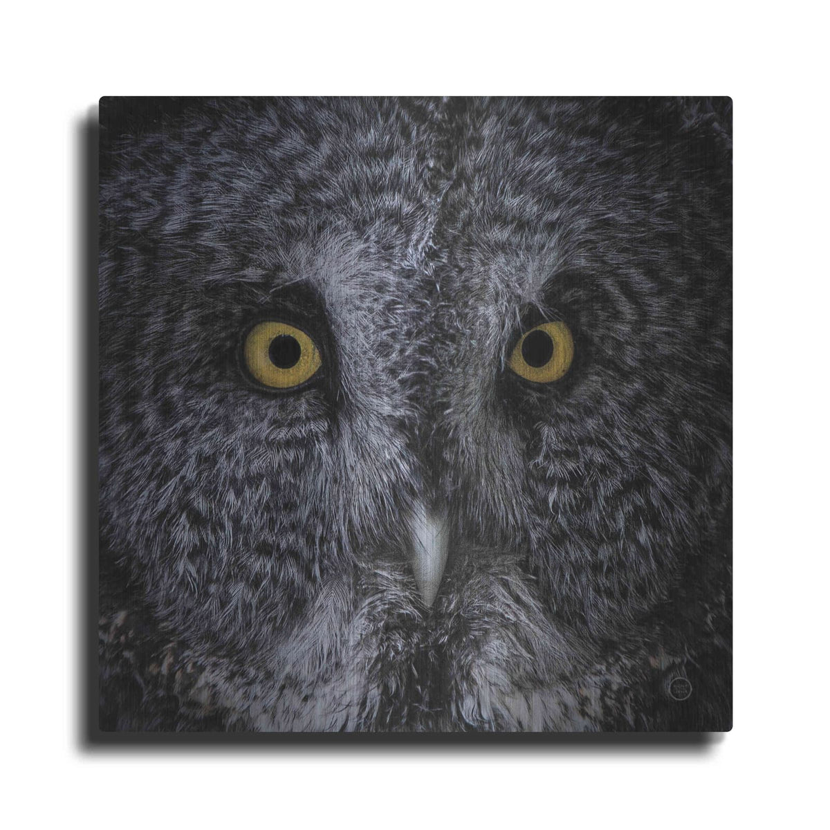 'Great Grey Owl' by Nathan Larson – Metal Wall Art