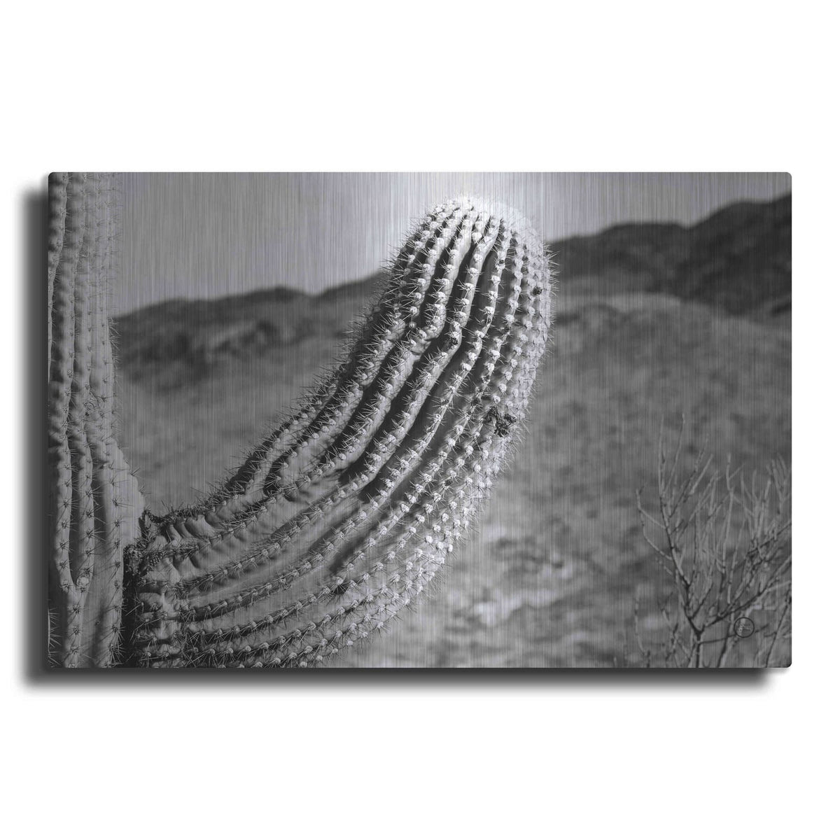 'Saguaro' by Nathan Larson – Metal Wall Art