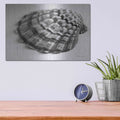 'Scallop 3' by Debra Van Swearingen – Metal Wall Art, 16x12 room view