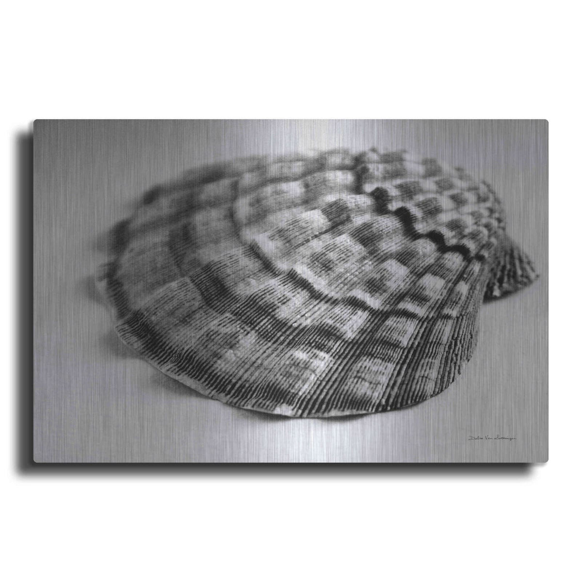 'Scallop 3' by Debra Van Swearingen – Metal Wall Art