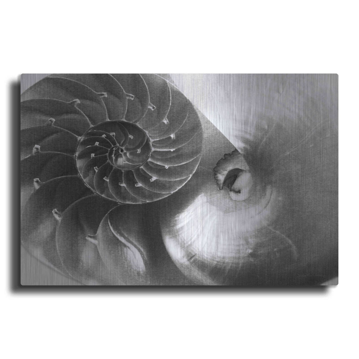 'Nautilus Yin Yang' by Debra Van Swearingen – Metal Wall Art