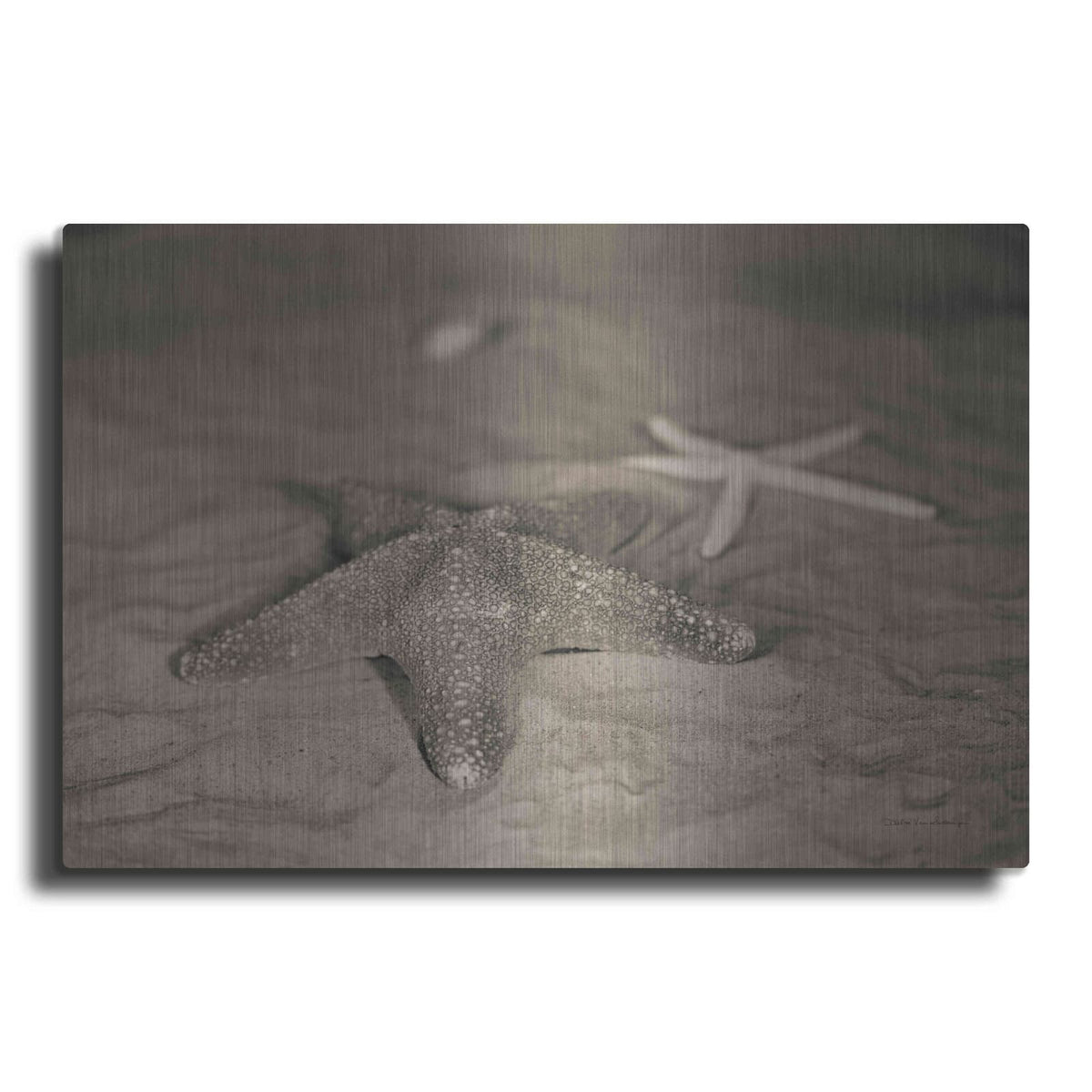 'Starfish II' by Debra Van Swearingen – Metal Wall Art