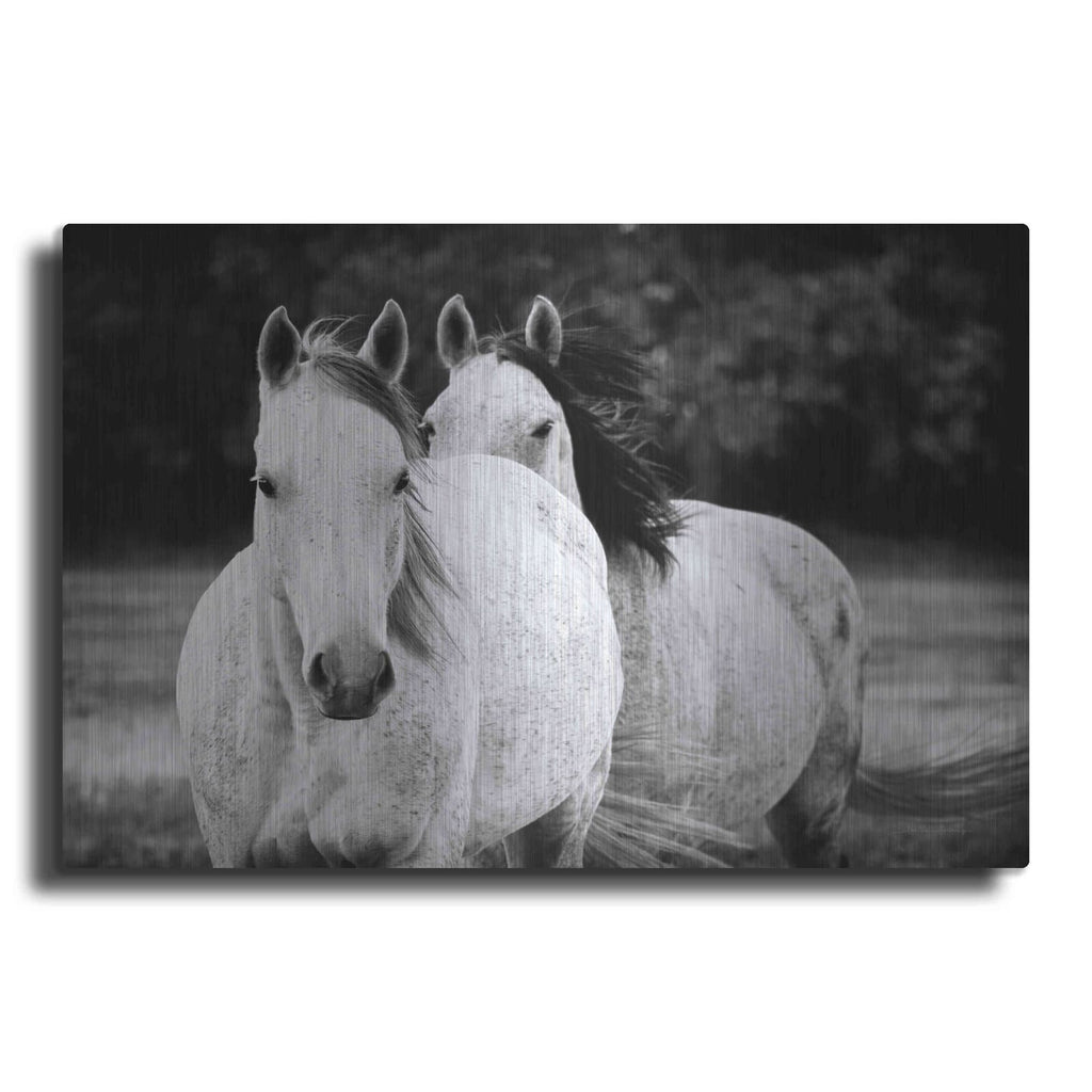 'Two Wild Horses BW' by Debra Van Swearingen – Metal Wall Art