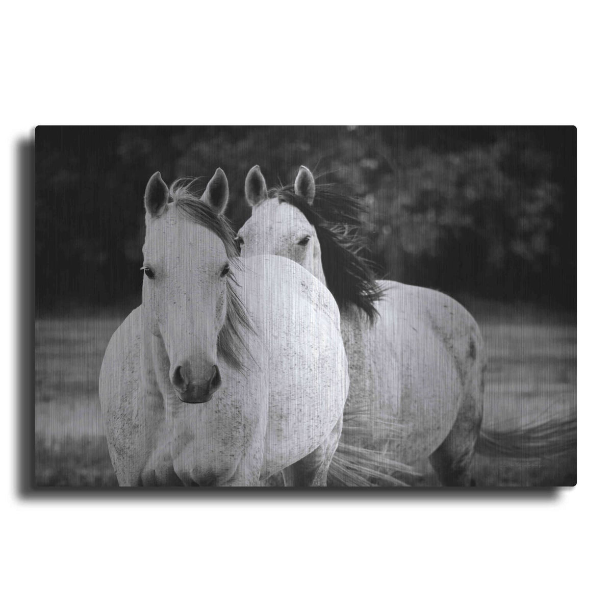 'Two Wild Horses BW' by Debra Van Swearingen – Metal Wall Art