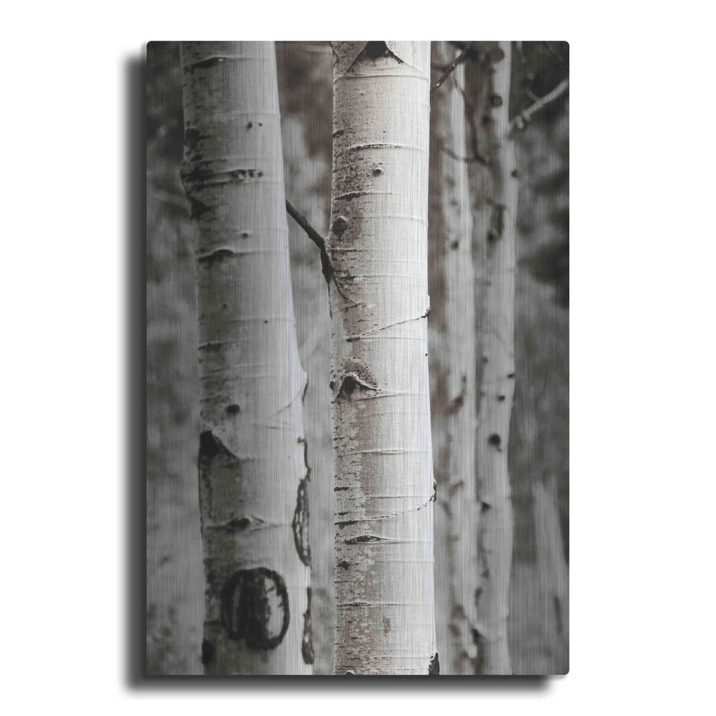 'Aspens I' by Debra Van Swearingen – Metal Wall Art