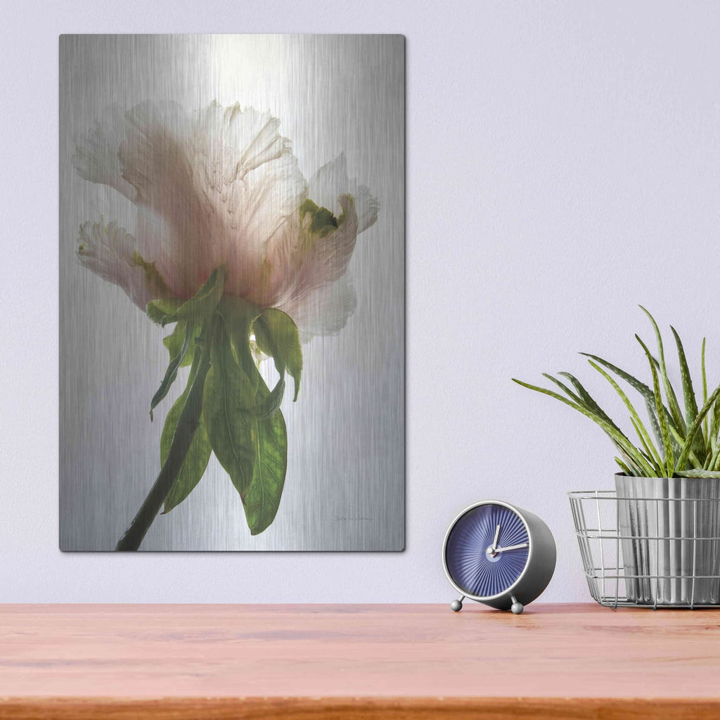 'Translucent Peony VII' by Debra Van Swearingen – Metal Wall Art, 12x16 room view